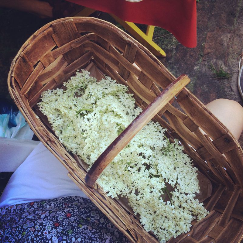 Elderflowers Elderflowers