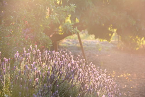 Casevecchie Casevecchie