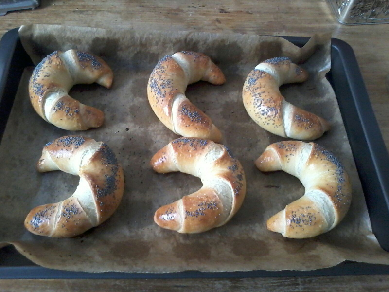 Mohnhörnchen Mohnhörnchen